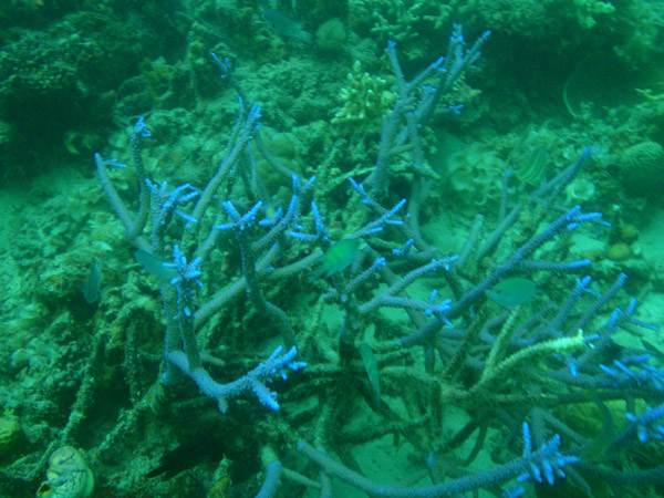 Coral reef off Tangat Island, Coron Bay