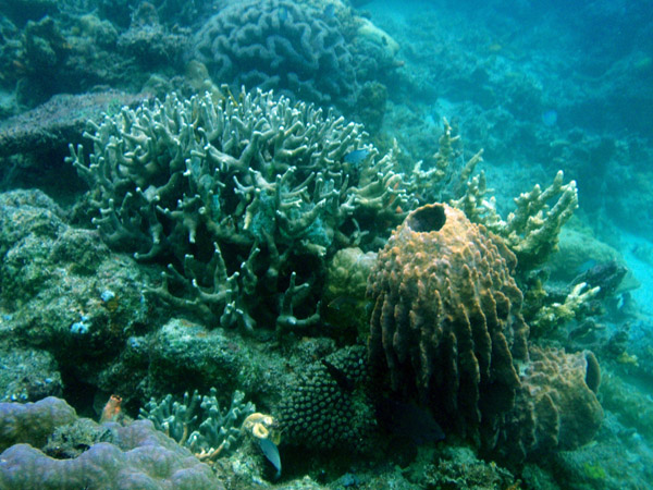 Coral reef off Tangat Island, Coron Bay