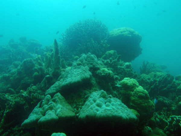Coral reef off Tangat Island, Coron Bay