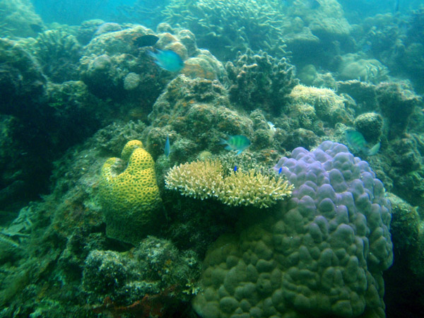 Coral reef off Tangat Island, Coron Bay