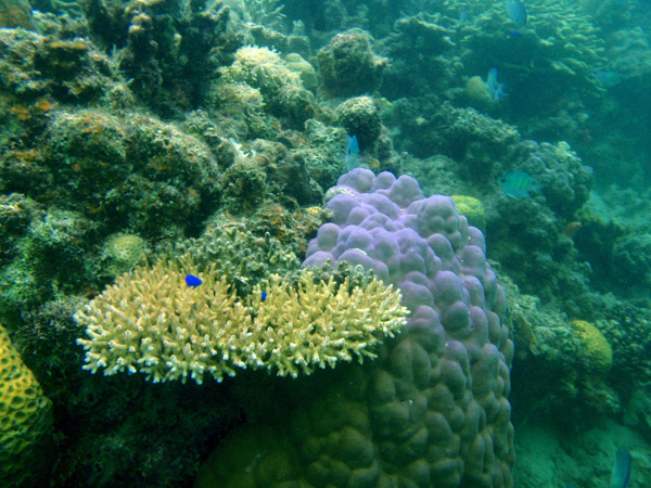 Coral reef off Tangat Island, Coron Bay