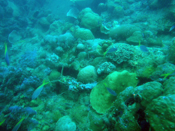 The East Tangat Gunboat wreck is covered in coral