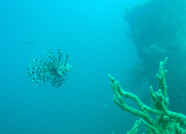Lionfish on the East Tangat Gunboat wreck