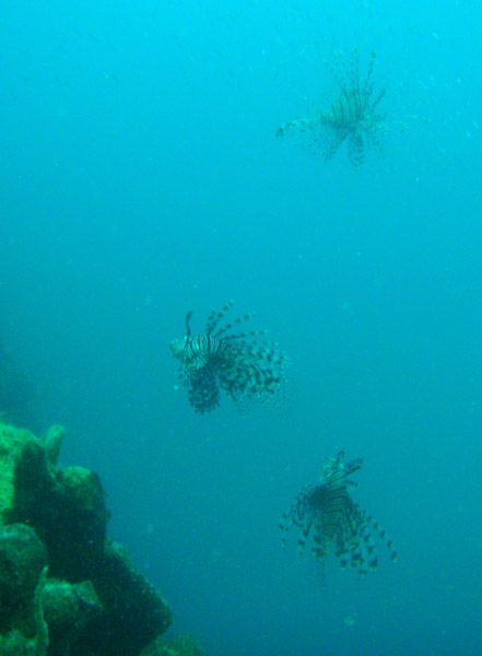 Careful swimming - 3 Lionfish