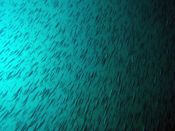 Vast school of small fish passing over the wreck