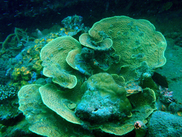Coral on the East Tangat Gunboat