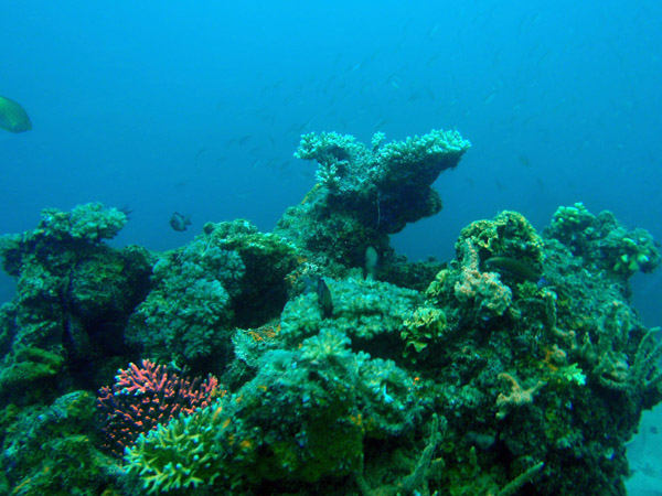 Coral encrusted wreck of the Okikawa Maru, Coron Bay