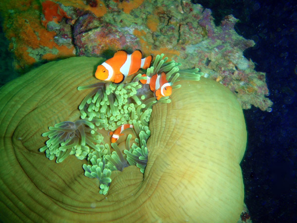 False Clown anemonefish (Amphiprion ocellaris) in Hetaractis magnifica