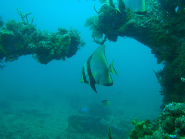 Orbicular batfish (Platax orbicularis) Okikawa Maru