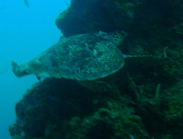 Sea turtle in the bombed out bow of Okikawa Maru