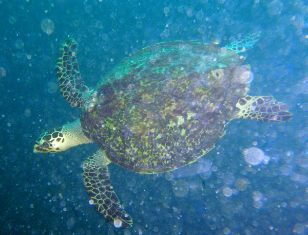 Sea turtle on Okikawa Maru