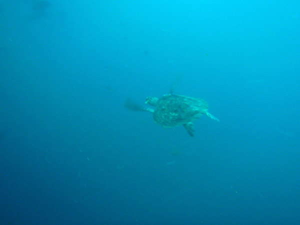 The sea turtle swims off into the blue