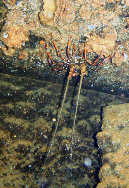 Lobster on the roof of the hold of Okikawa Maru