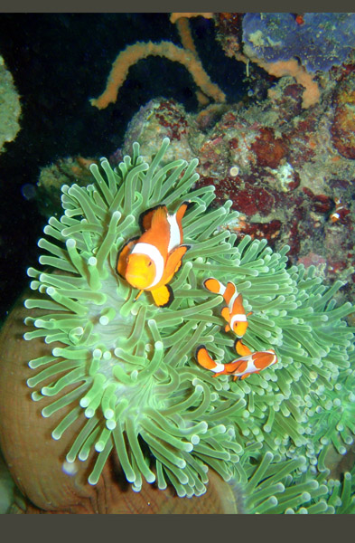 False Clown anemonefish (Amphiprion ocellaris) on Okikawa Maru