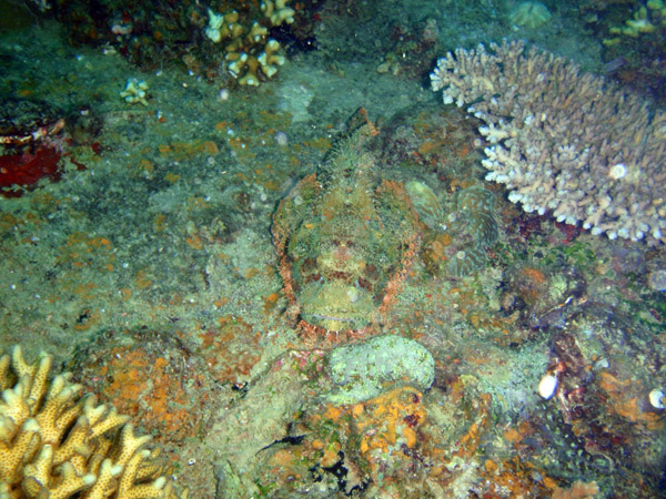 Camoflaged scorpionfish on Okikawa Maru