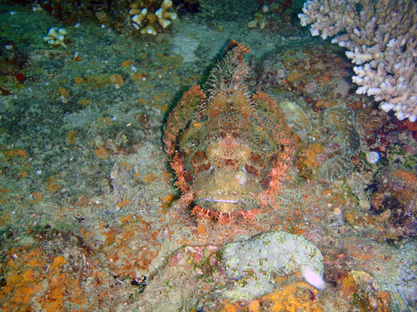 Camoflaged scorpionfish on Okikawa Maru