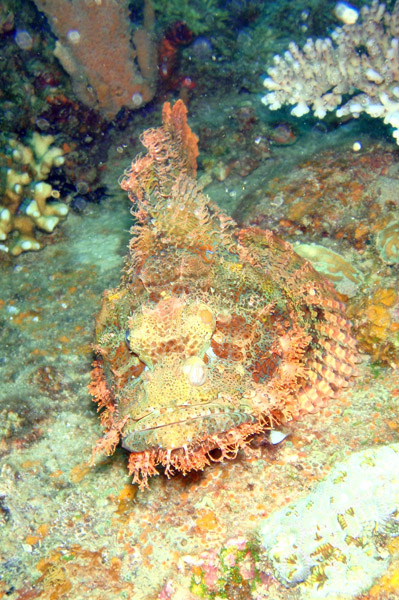 Scorpionfish, Okikawa Maru
