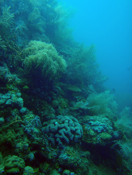Coral completely covering the Lusong Gunboat