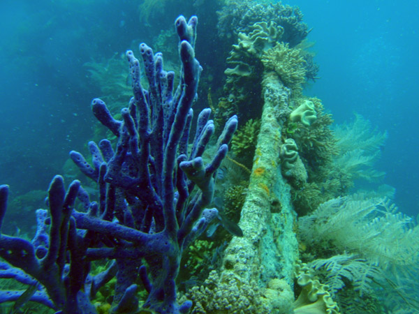 Bow of the Lusong Gunboat wreck