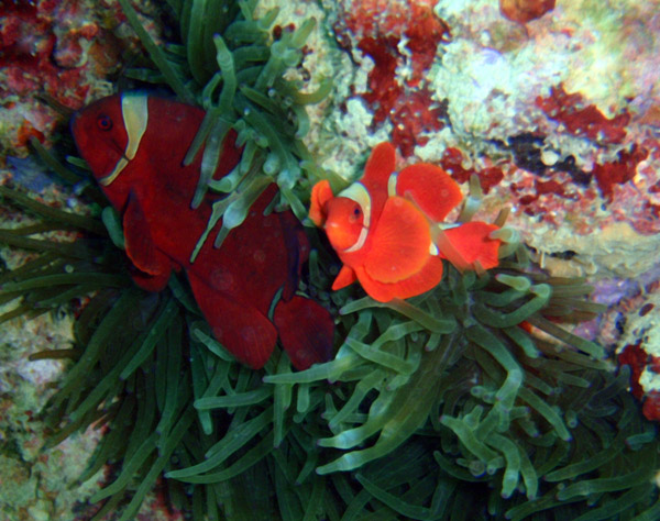 Orange-fin anemonefish (Amphiprion chrysopterus)