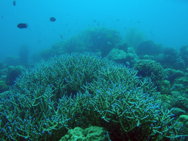 Coral reef around the Lusong Gunboat