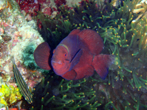 Large red anemonefish, Coron Bay