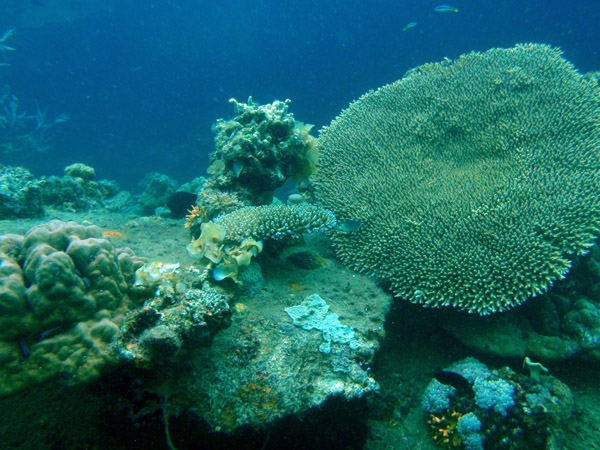 Coral on the Lusong Gunboat Wreck