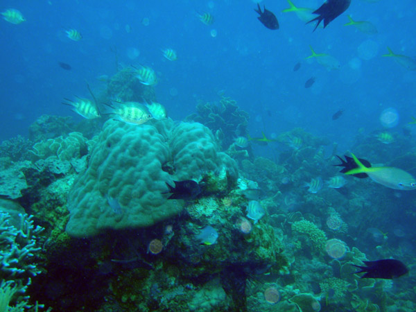 Reef fish, Coron Bay