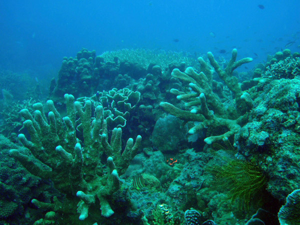 Coral reef around the Lusong Wreck