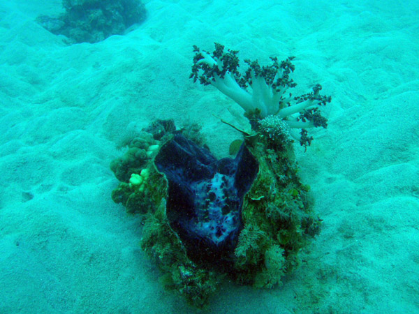 Giant clam in the sandy bottom