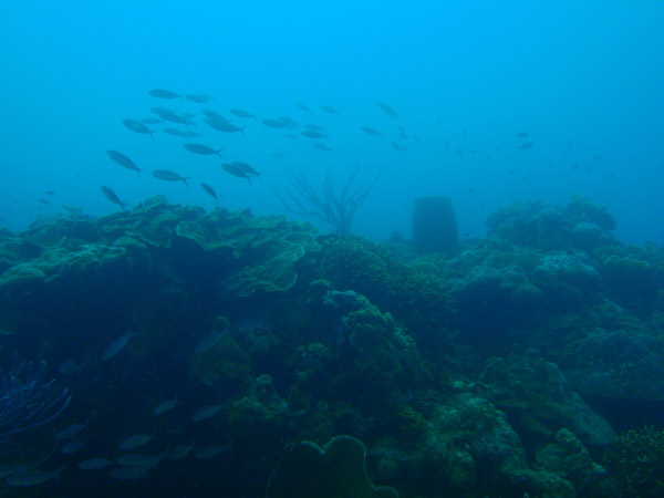 Reef at the wreck of the Lusong Gunboat