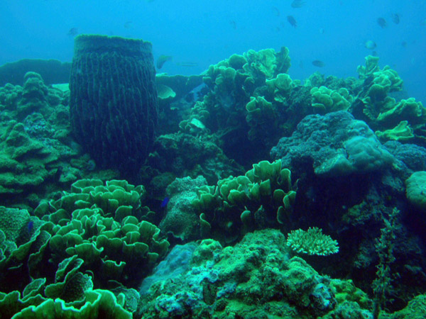 Reef at the wreck of the Lusong Gunboat