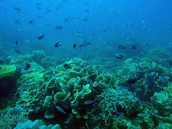 Reef fish around the Lusong Gunboat wreck