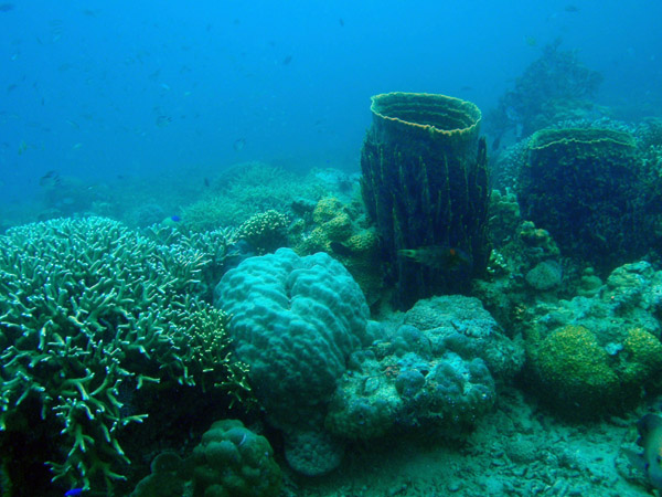 Barrel sponges and coral near the Lusong Gunboat wreck