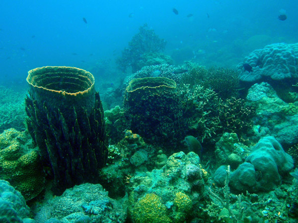 Barrel sponges and coral near the Lusong Gunboat wreck