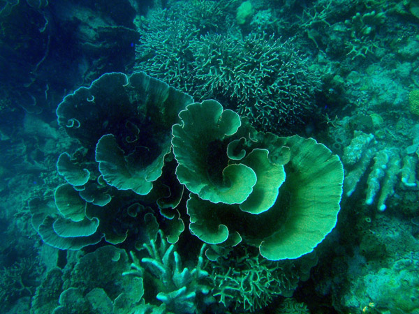Nice healthy coral at Seven Islands