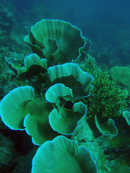 Coral (Echinopora pacificus) Seven Islands, Coron Bay