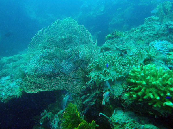 Fan coral, Seven Islands, Coron Bay
