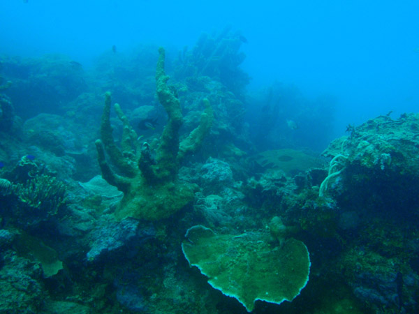Coral, Seven Islands, Coron Bay