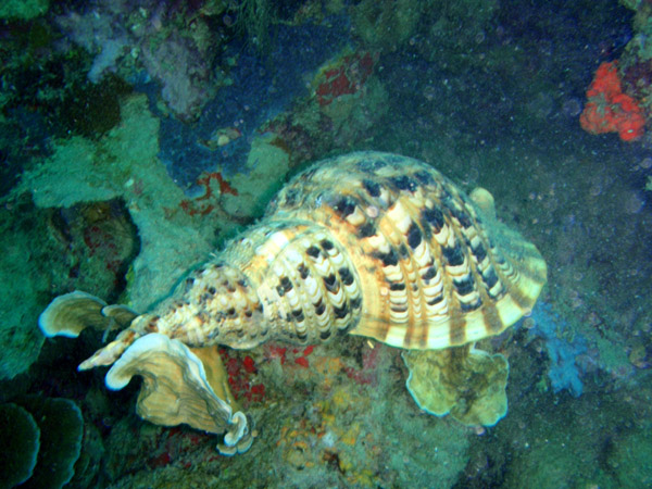 Very large sea snail, Philippines