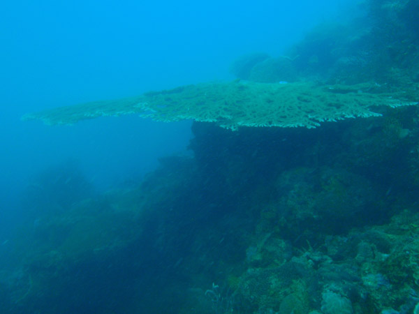 Table coral, Seven Islands, Coron Bay