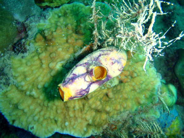 Sea squirt (Polycarpa aurata)