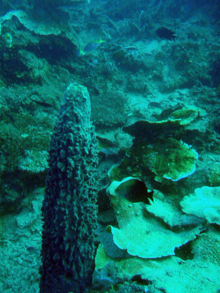 Coral pinnacle, Seven Islands, Coron Bay