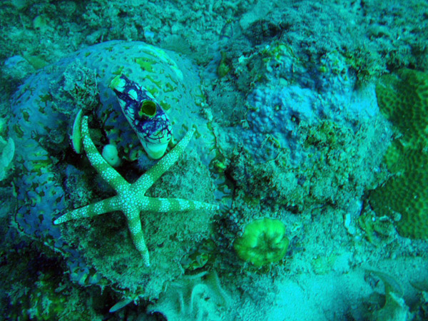 Sea star - Gomphia gomphia, Philippines
