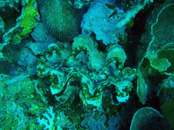 Giant clam - Tridacna squamosa, Philippines