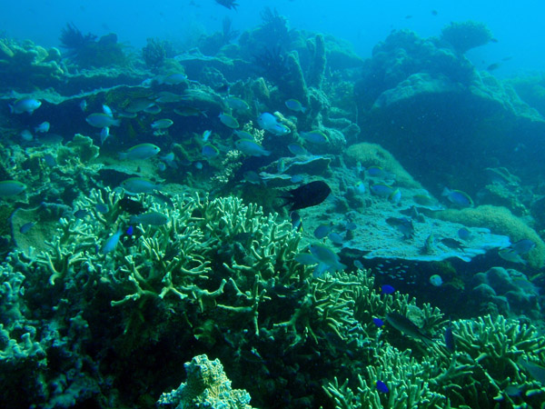 Coral reef, Seven Islands, Coron Bay