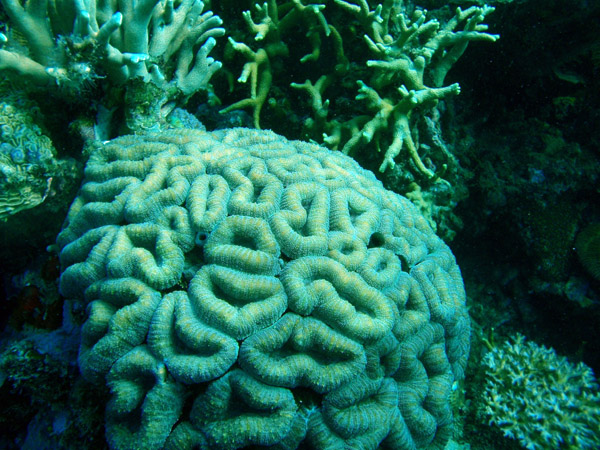 Brain coral, Seven Islands, Coron Bay