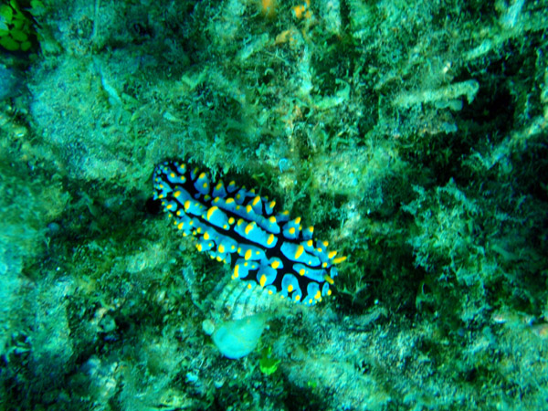 Sea slug - Phyllidia varicosa, Philippines