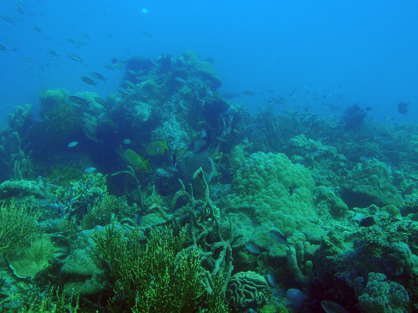 Coral reef, Seven Islands, Coron Bay