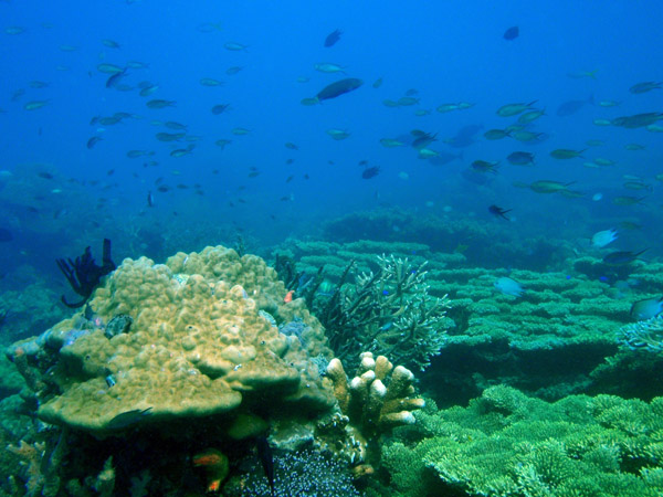 Fish and reef, Seven Islands, Coron Bay